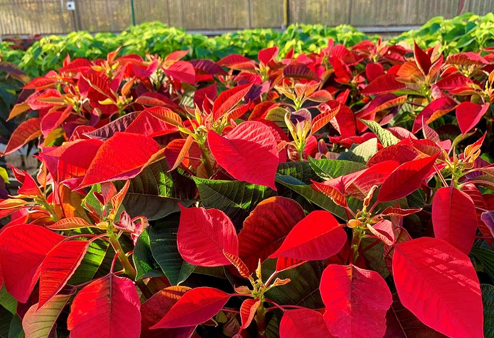 Image: A group of Poinsettia