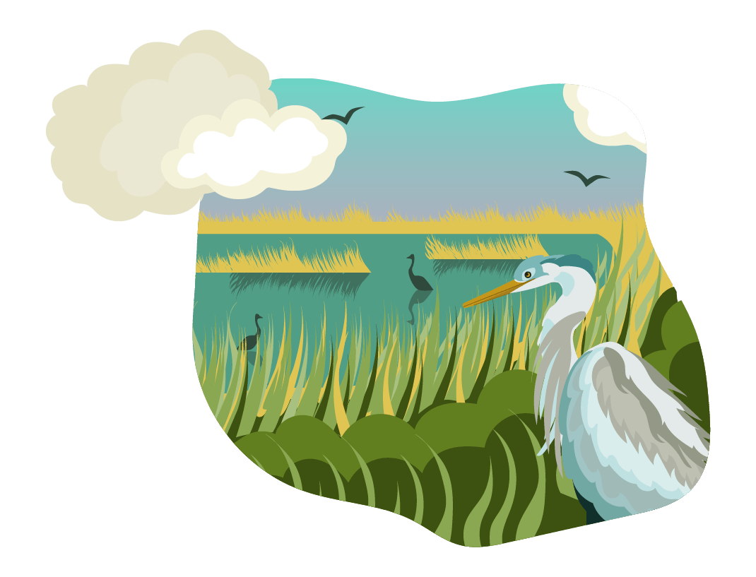 Illustration of stylized Great Blue Heron birds flying and resting among the marshland in Bombay Hook’s National Wildlife Refuge.