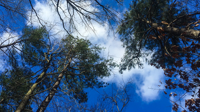 Blue sky and clouds with tree