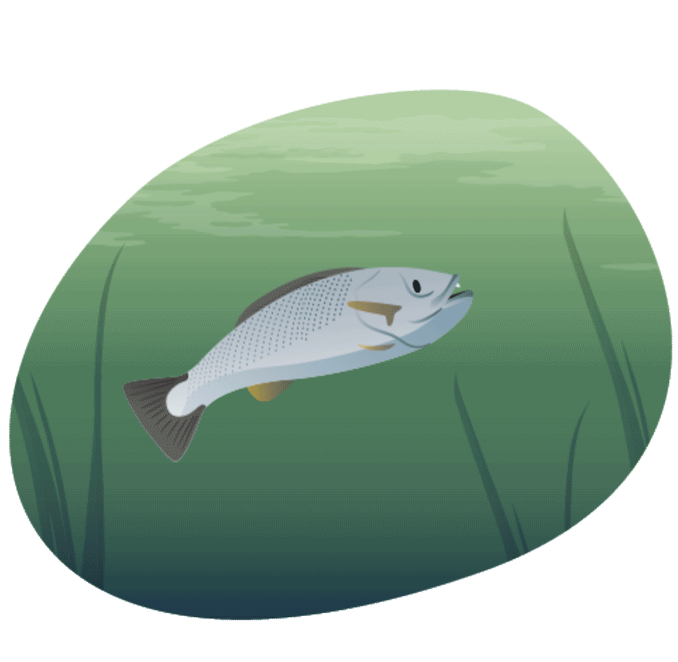 Illustration of a weakfish swimming in water with bubbles floating upwards.