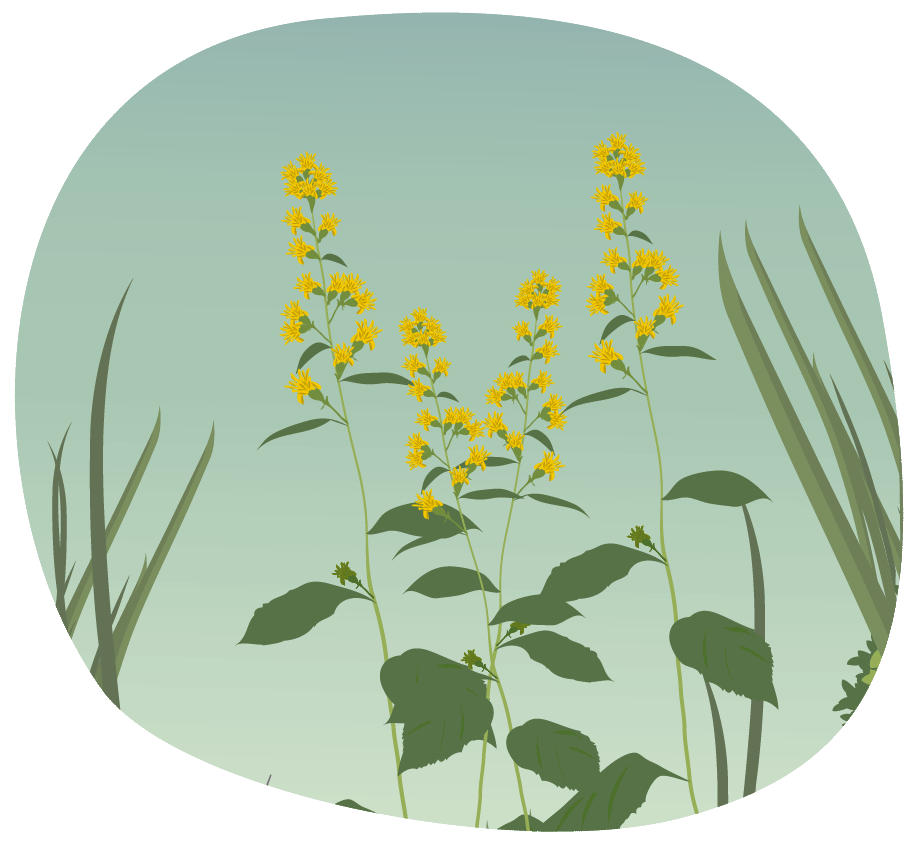 Illustration of the state herb, Sweet Golden Rod, swaying in the wind among greenery.
