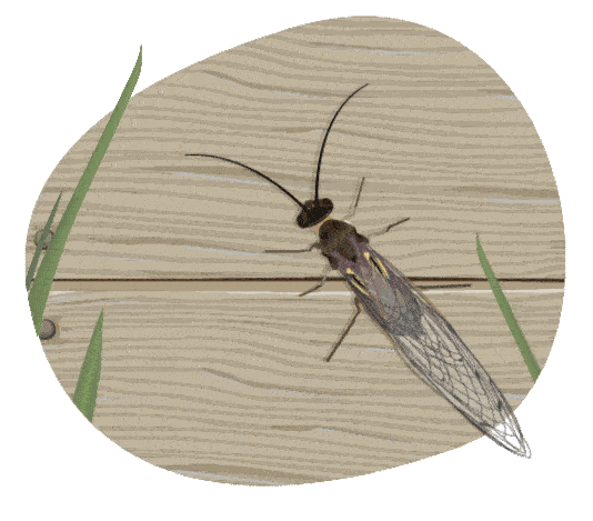 An illustration of a Stonefly sitting on a wooden fence with it’s wiggles gently opening and closing.