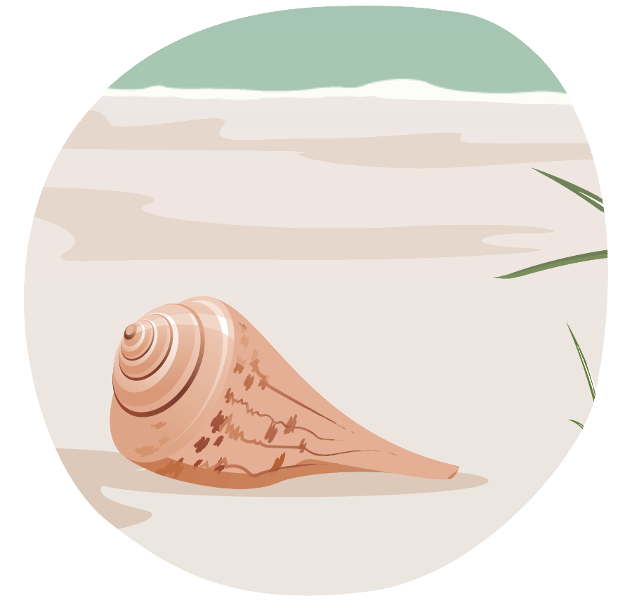 An illustration of the state seashell, a Channeled Whelk shell on a beach with waves rising and falling against the beach shoreline.