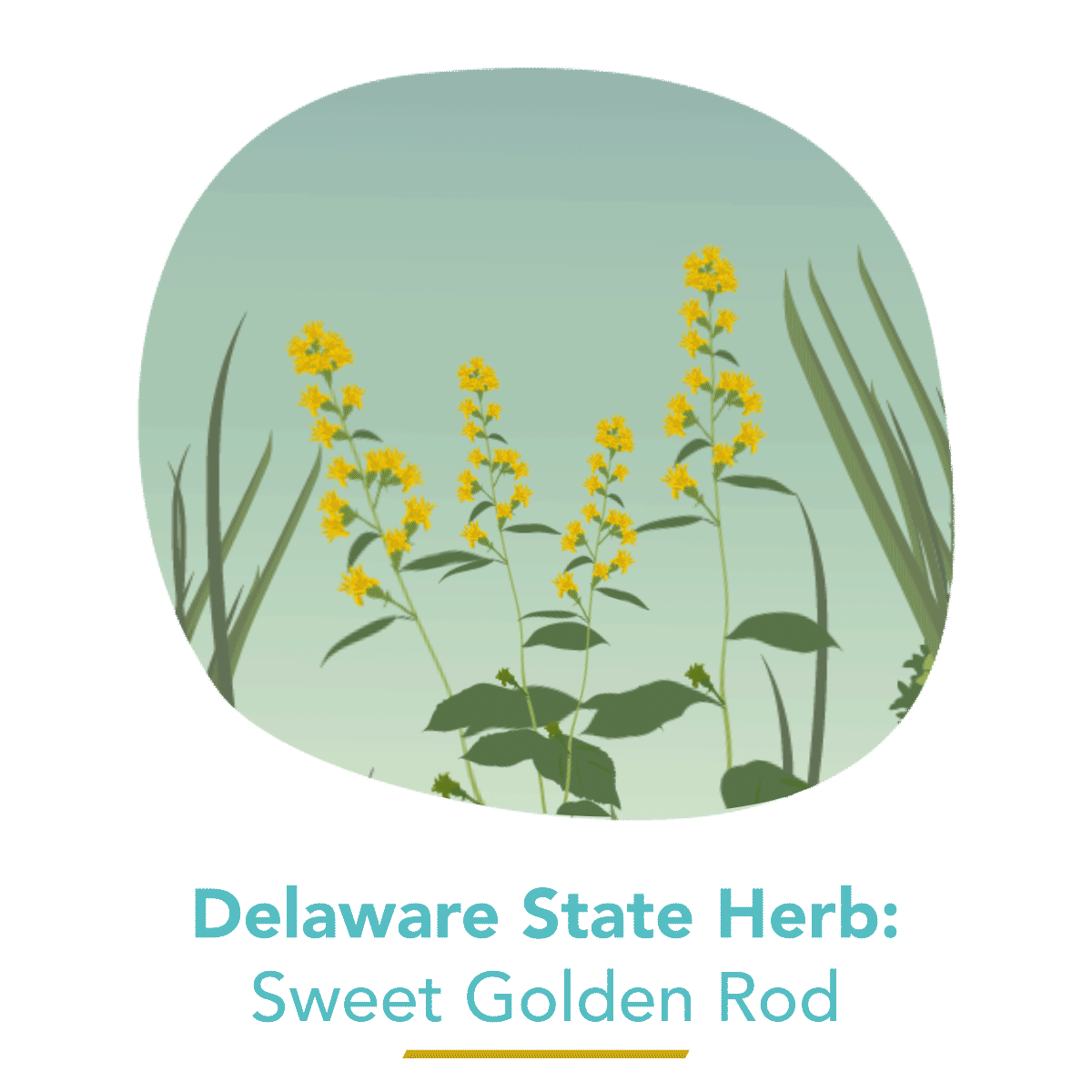State Herb - Sweet Golden Rod