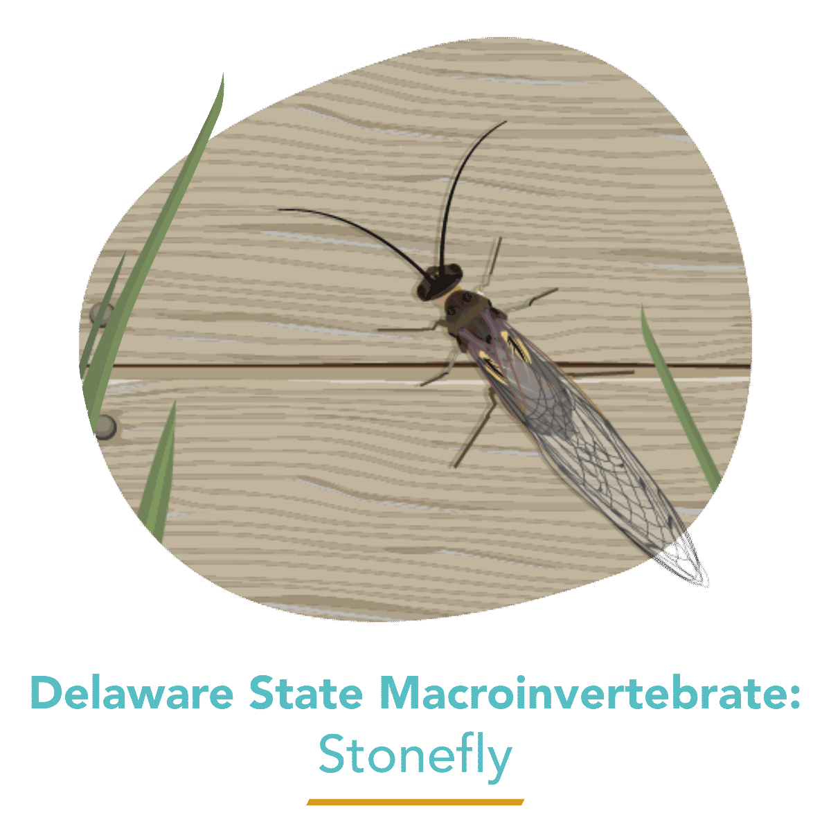  State Macroinvertebrate - Stonefly