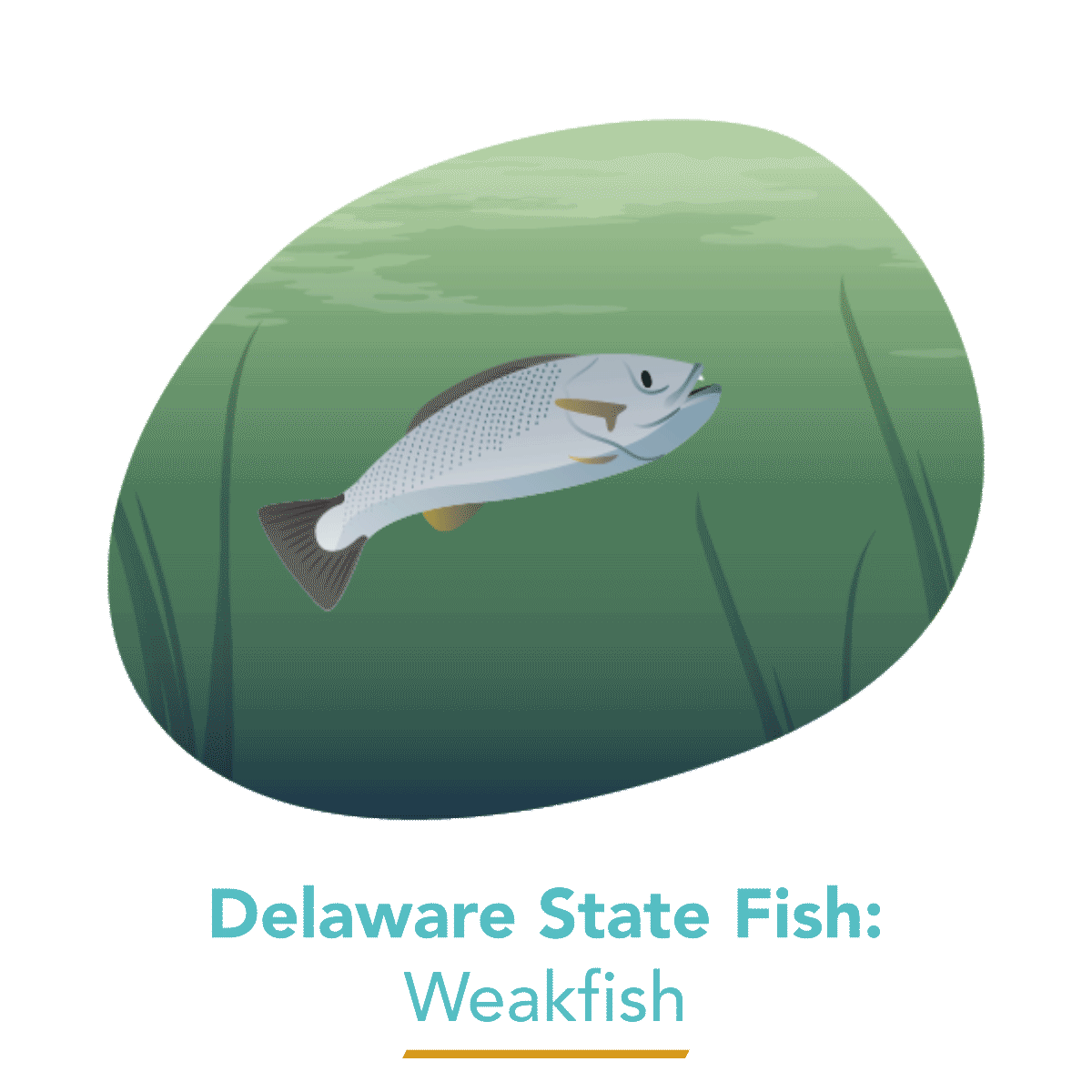  Weakfish - Delaware's State Fish