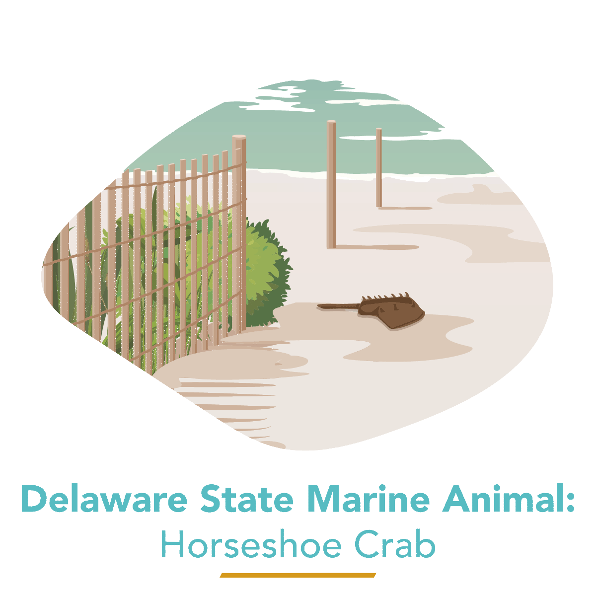 Horseshoe Crab - Delaware's State Marine Animal