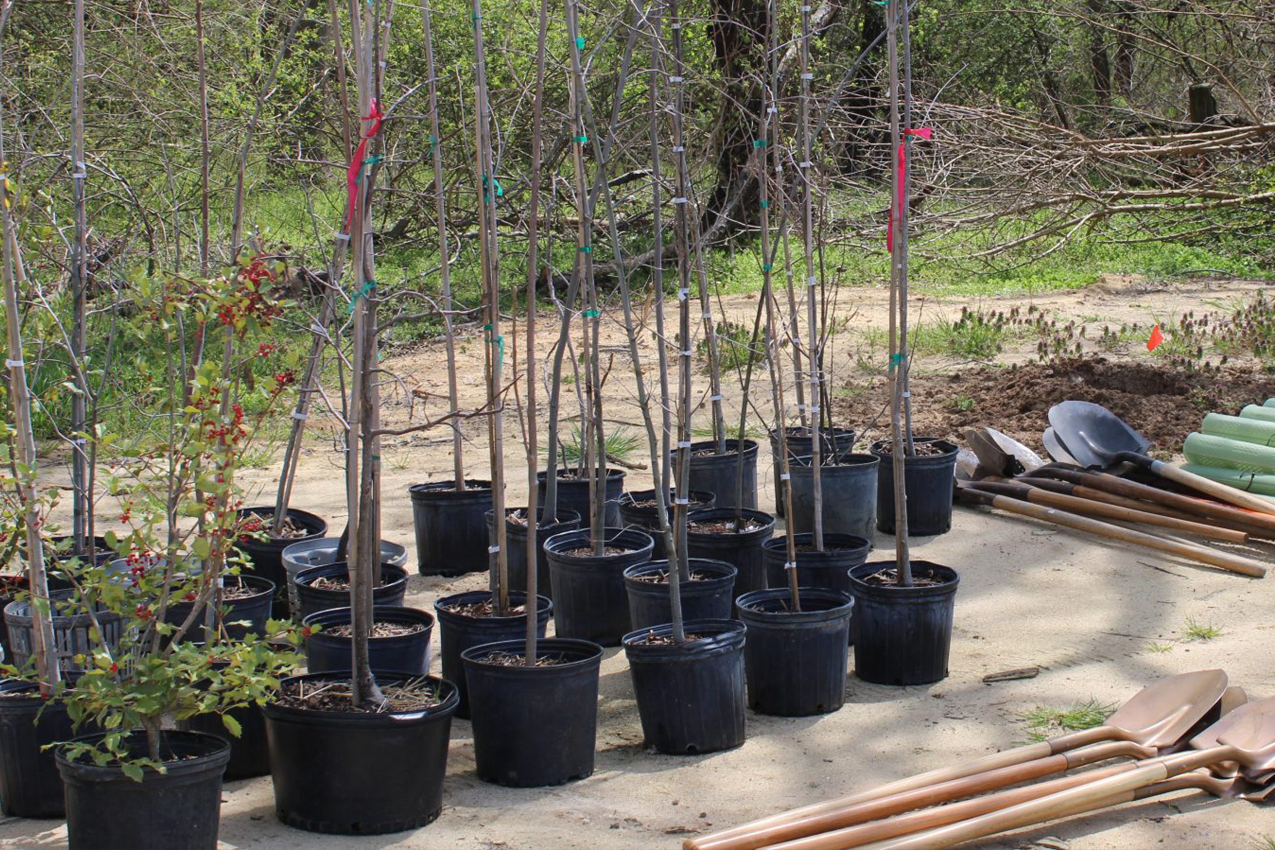 potted trees ready for planting